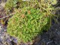 Saxifraga aizoides